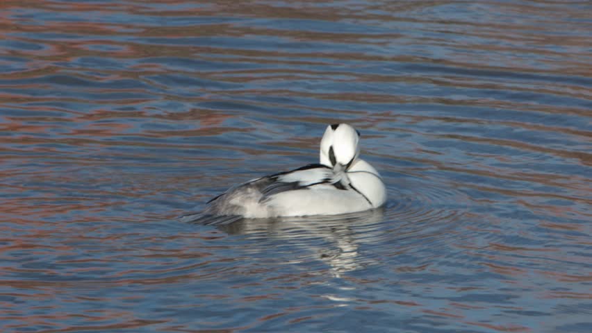 A male Smew, Mergus albellus, preening. Winter. UK