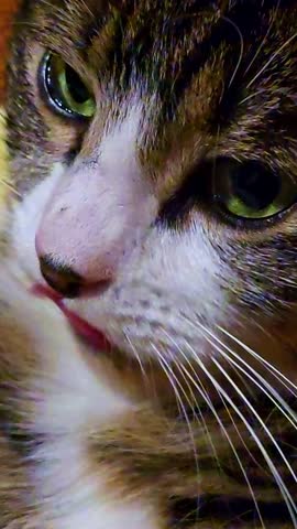 Vertical close-up of a cat with green eyes licking its nose, showing whiskers and fur details.