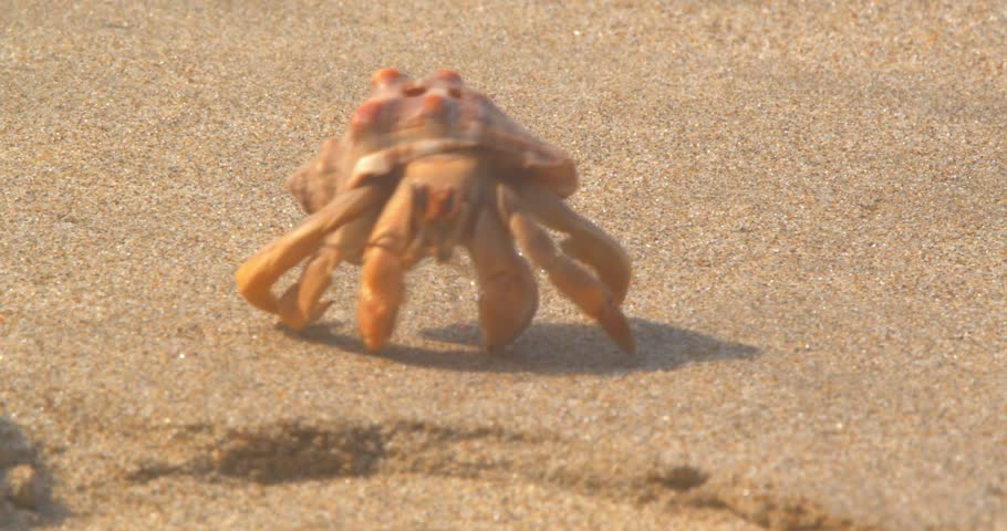 Hermit crab walking across sand Piura Peru, close up
