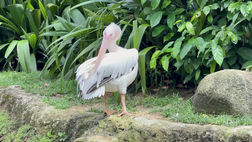 A great white pelican cleans its feathers while standing on a rock amidst green foliage