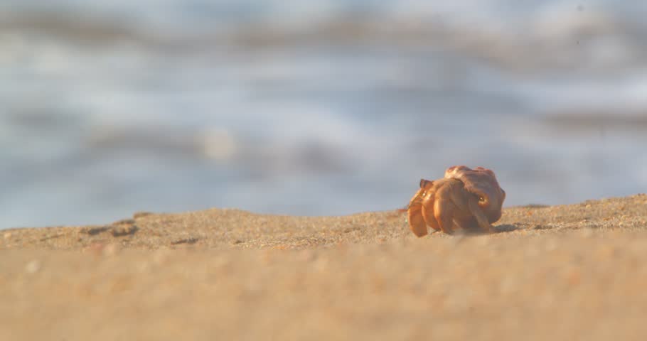 Hermit crab moving between small sand dunes with waves behind Piura Peru