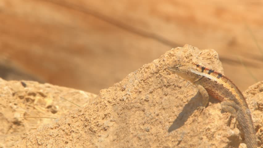 Lizard on rock bobbing its head repeatedly Piura Peru