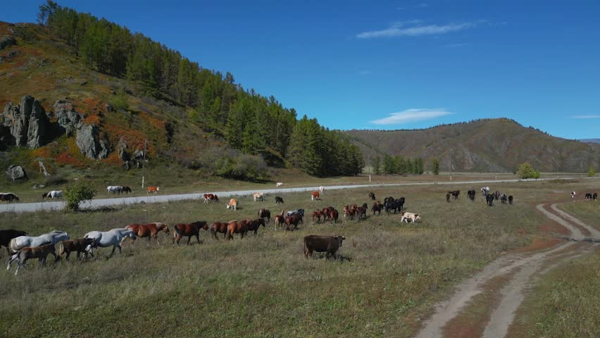 Low aerial tracking shot of a line of horses walking through dry autumn grass beside a gravel road. Cows graze nearby, with a forested hillside and mountain valley in the background. Altai Republic, Russia.