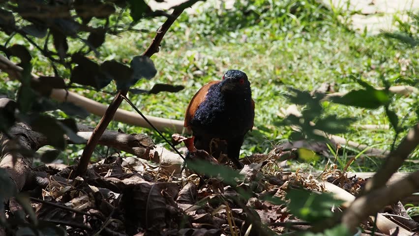 Greater Coucal Bird With Nature, Greater Coucal Bird