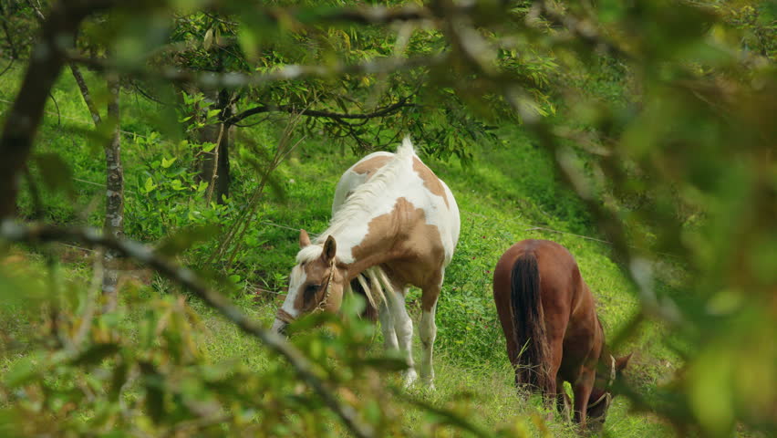 Two horses grazing on green hillside pasture framed by leafy branches, peaceful rural countryside scene with natural summer light. High quality 4k footage