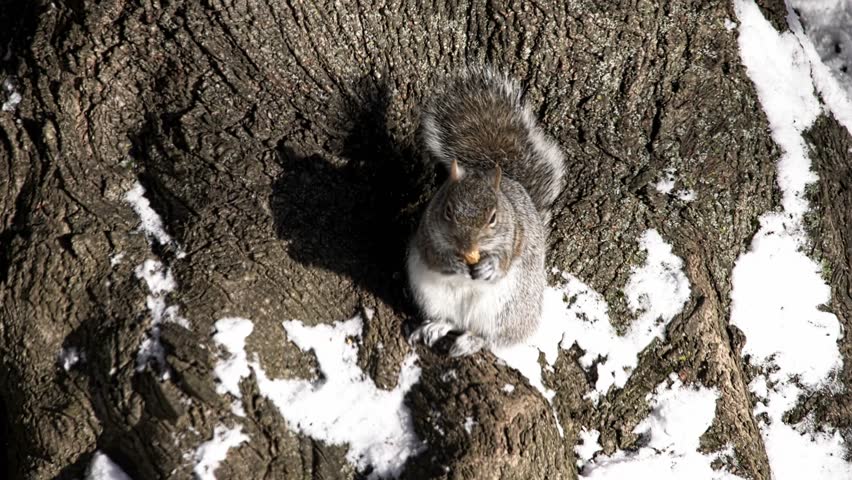 Cute gray squirrel sitting on a snowy tree trunk and eating a almond nut in a sunny winter day