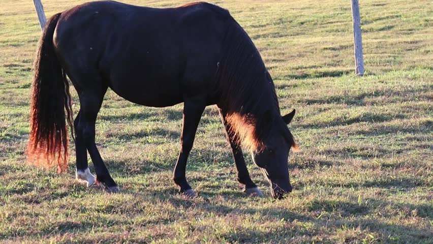 A brown horse feeding on grass in a Kentucky field at sunset.
