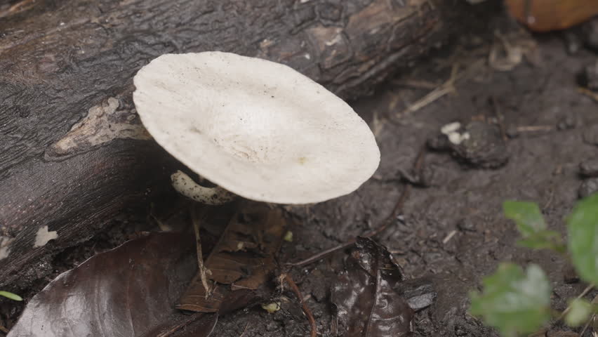 Mushrooms grow on a log in the forest with green leaves and brown soil