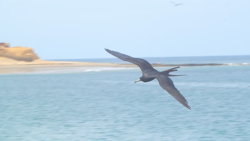 Frigatebird banking toward camera during flight Piura Peru, close up