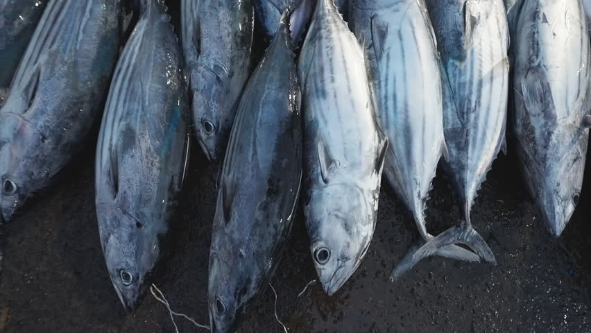 Freshly caught tuna fish on dark surface are displayed for sale at market