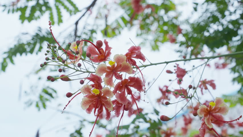 Vibrant pink flowers bloom on a tree branch outdoors in nature.