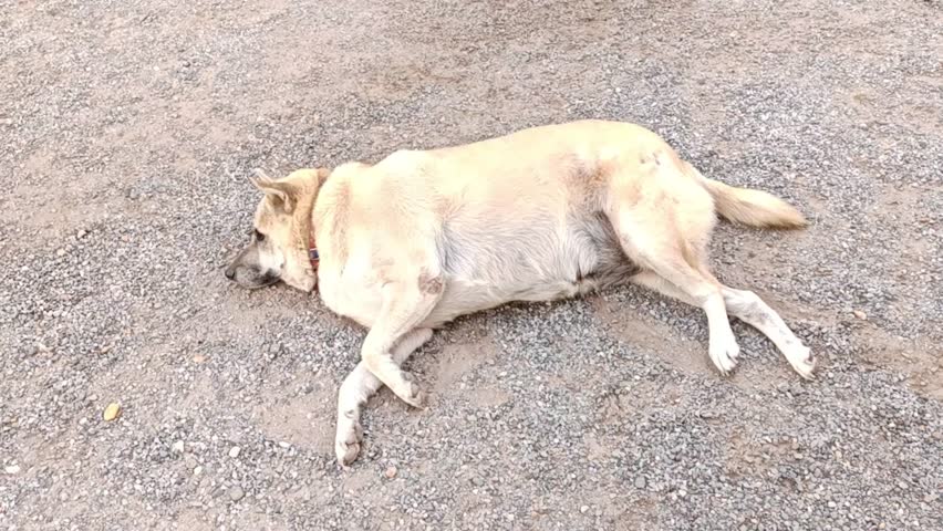 A fat dog sleeps on the stone floor.