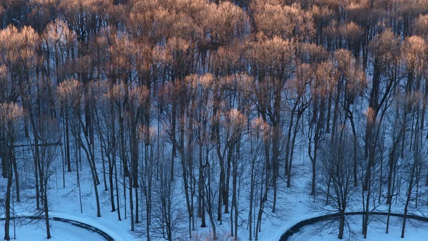Top-down aerial view flying over a leafless winter forest with treetops glowing at sunset in Michigan countryside.