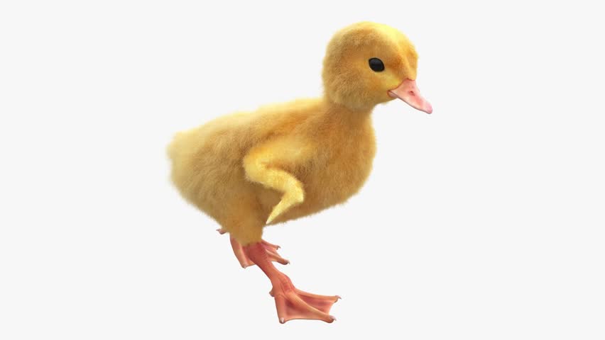 Waterfowl ducklings running alongside a duck, showing lively movement and natural group behavior. Charming wildlife footage suitable for nature scenes, family themes, and animal behavior content.


