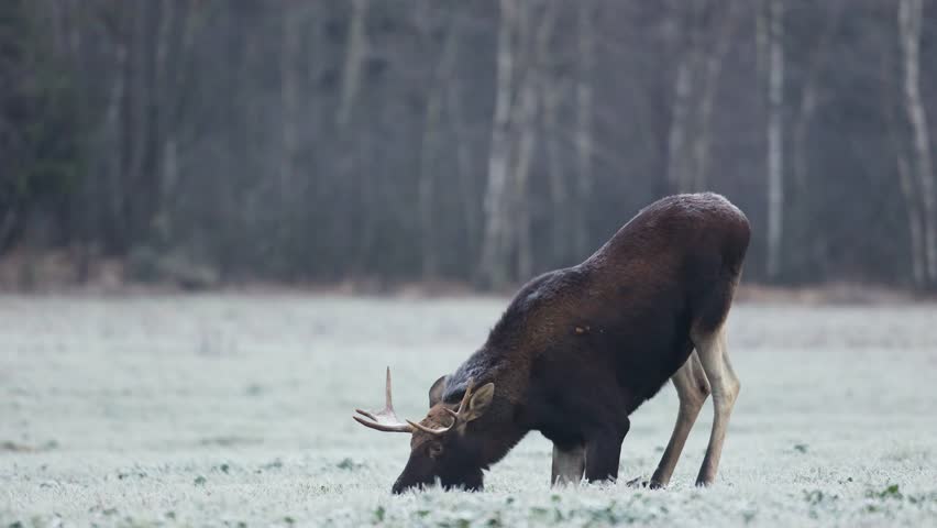 Mammals bull Moose ( Alces alces ) North part of Poland, Europe winter time animal feeds on field frosty cold day	