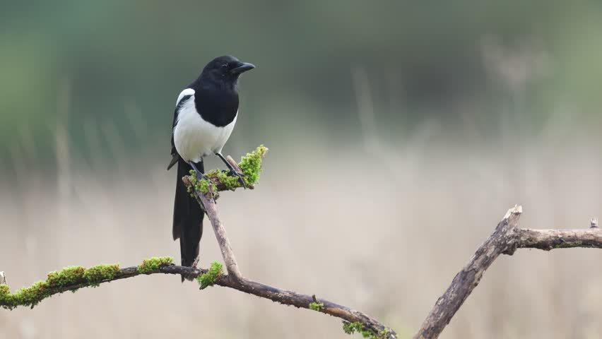 Bird - Common magpie Pica pica, very smart and clever bird with black and white plumage on blurred background, autumn time Poland Europe