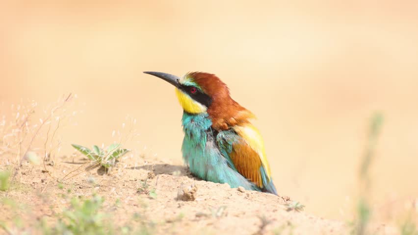 European Bee-Eater Merops apiaster sitting near breeding colony. Wildlife scene of Nature in Northern Poland - Europe, summer time