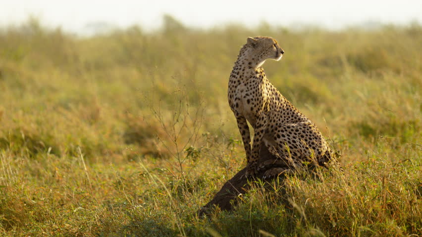 Beautiful cheetah on a termite mound in African savannah