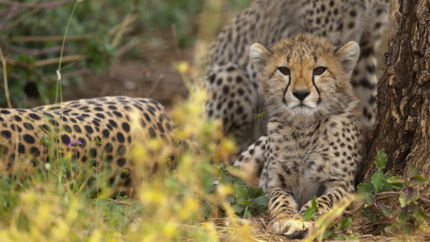 Beautiful and sweet cheetah cub resting near a tree in African savannah