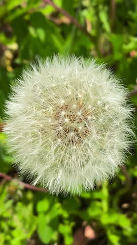 Detailed close-up image of a dandelion puff surrounded by green grass, highlighting the intricate seed structure