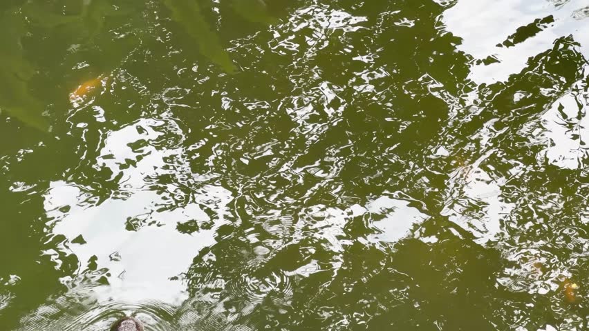 Overhead view of a gharial crocodile swimming through murky green water in a tropical environment
