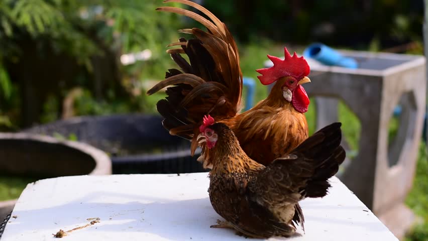 Bantam, Bantam Chicken,Red-headed bantam, beautiful small chicken