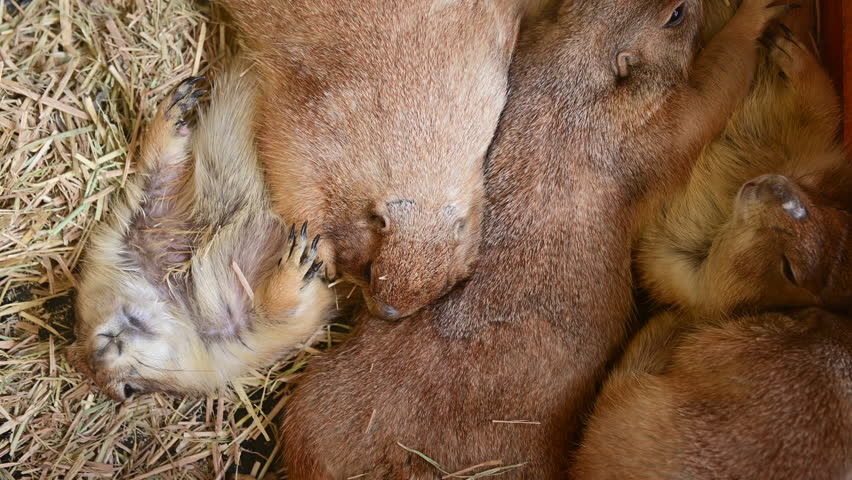 4K Group of cute prairie dogs sleeping together on dry straw