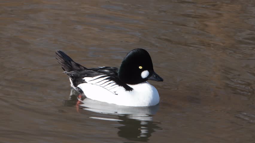 A male Common Goldeneye, Bucephala clangula, Winter. UK