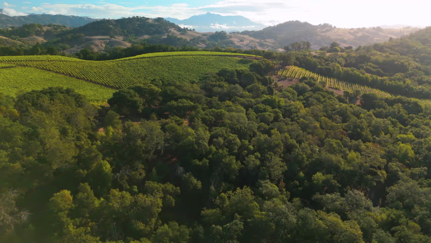 Drone panning shot over vineyards, forests and rolling hills near Healdsburg, California, during golden hour.