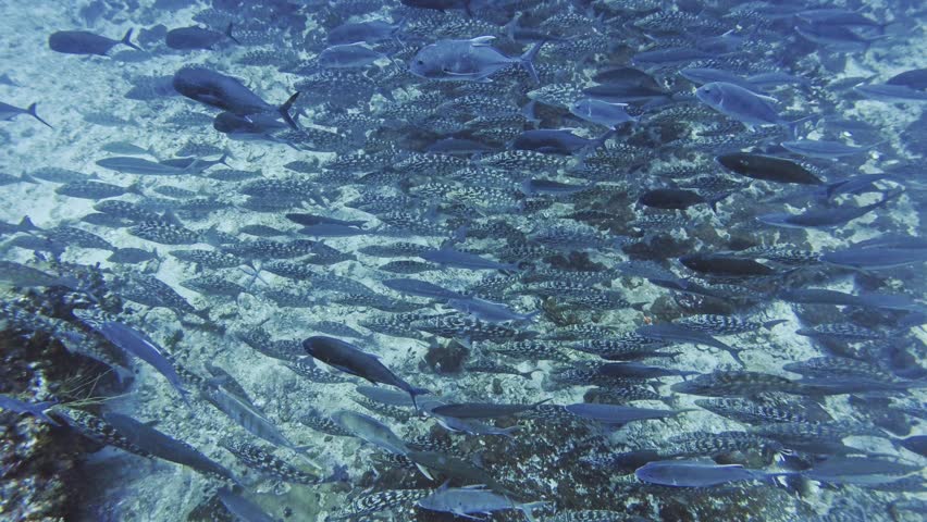 Close Up Medium Shot Of School of Giant Trevally and Long-nosed Emperor Fish Hunting in Richelieu Rock, Thailand