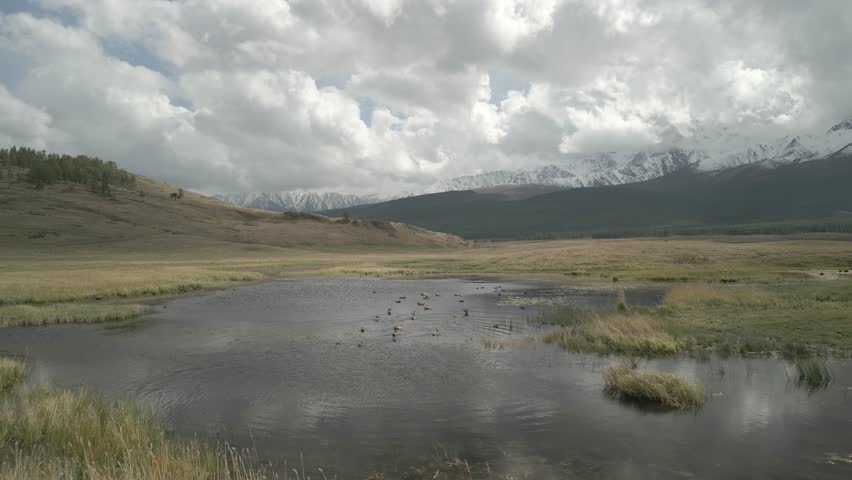 Raw unedited drone footage: low flight over steppe lake with wild ducks and geese taking off towards camera. Dynamic birds flight against backdrop of high mountains with snowy peaks.
