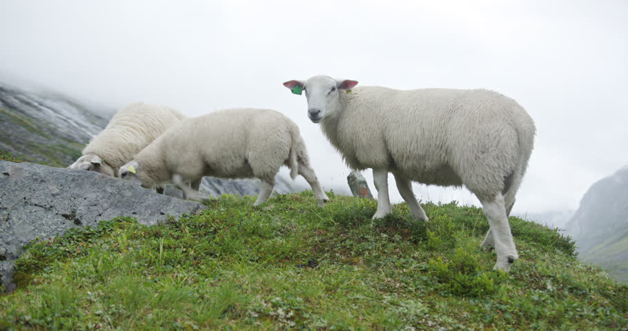 Norwegian sheep bleating and grazing on a foggy mountain