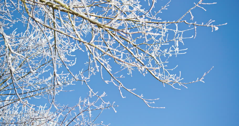 Falling snow from frosted tree branches against a clear blue sky