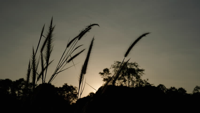 Silhouette of tall wild grass against sunset sky with trees and rocky hills in background showing dramatic natural light and peaceful evening atmosphere in quiet scenic landscape