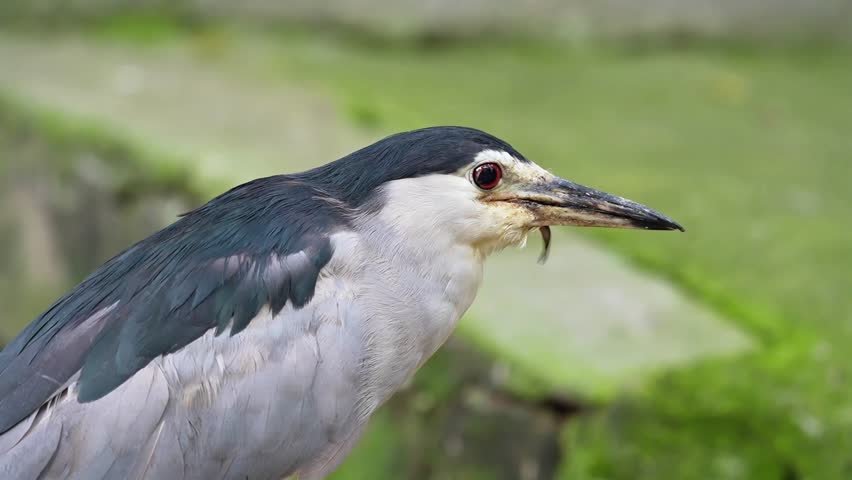 black crowned night heron, bird looking down, close bird checking out the ground