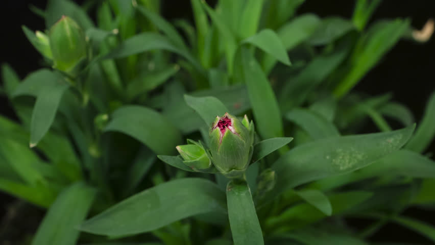 Time lapse blooming carnation (Clove pink or Dianthus caryophyllus) flower