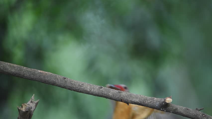 Stork-billed kingfisher (Pelargopsis capensis ) standing on branch in natural habitat
