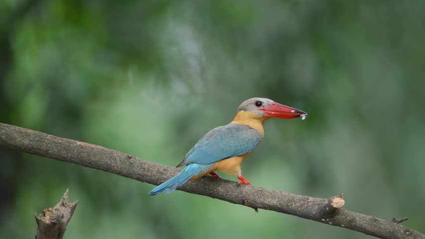 Stork-billed kingfisher (Pelargopsis capensis ) standing on branch in natural habitat
