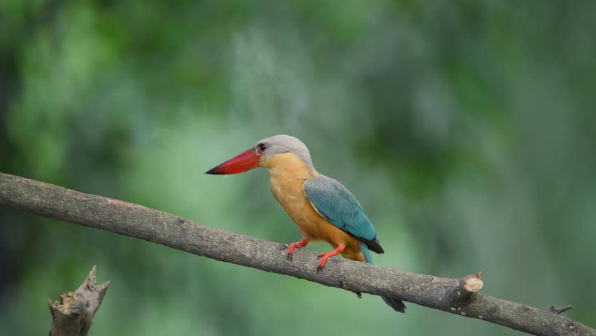 Stork-billed kingfisher (Pelargopsis capensis ) standing on branch in natural habitat
