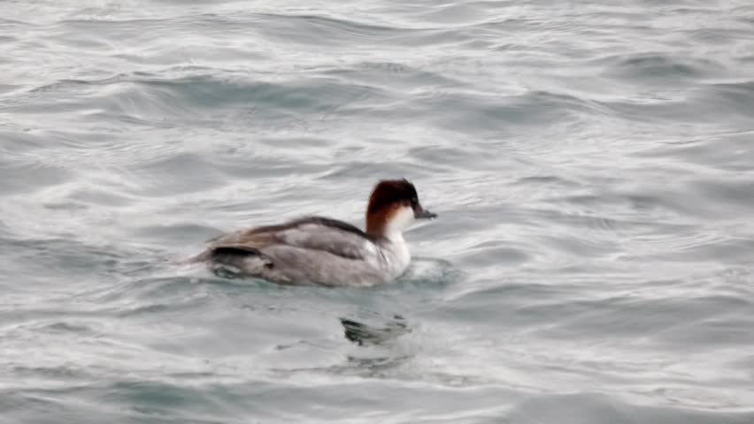 A first winter male smew diving repeatedly into choppy water