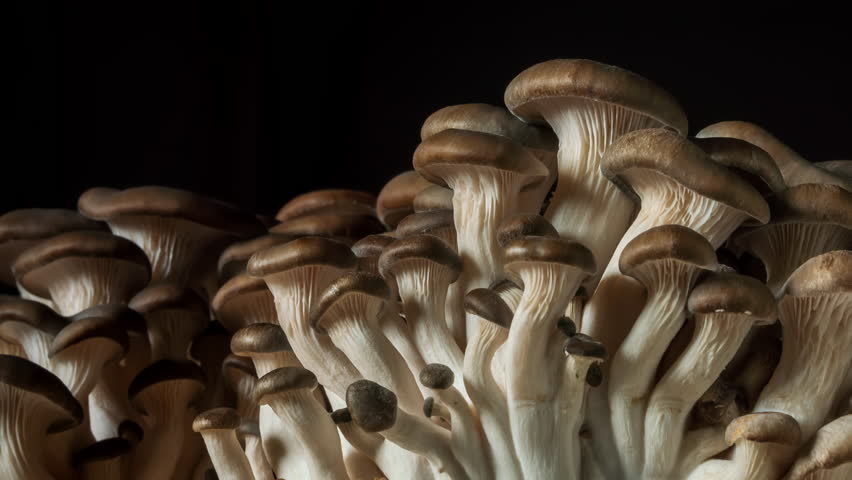 Macro timelapse mushrooms growing on black background. Close-up fungi smooth beige caps and delicate gills, illuminated with natural light. Organic shapes texture, forest atmosphere
