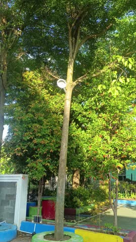 Tree lined area with greenery