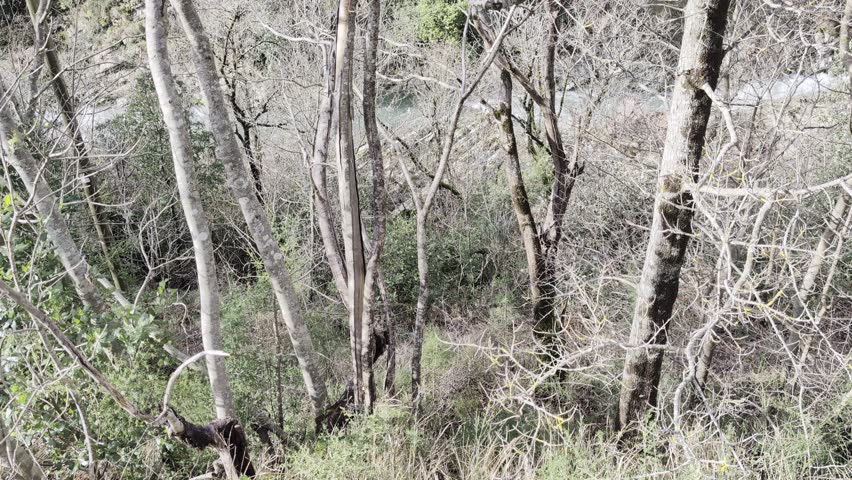Mountain stream along the trail in winter