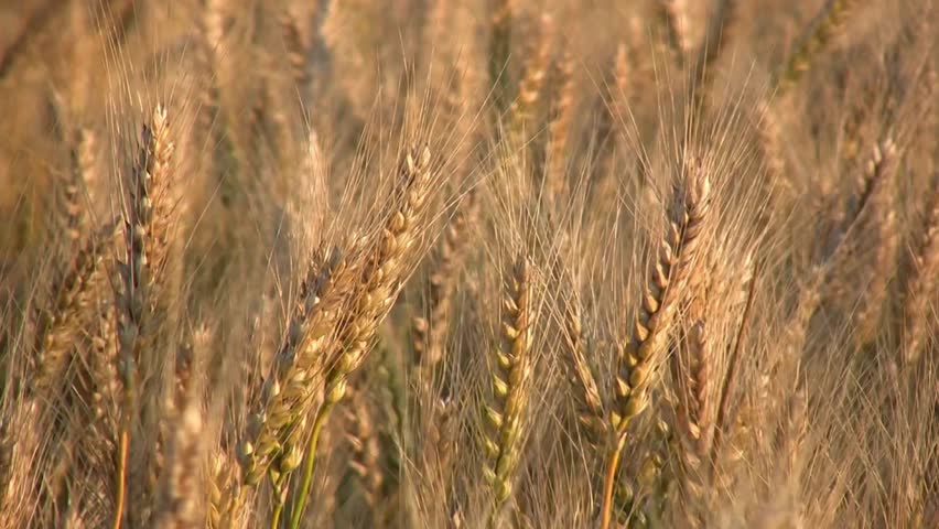 Close-up of golden wheat stalks bathed in warm, bright sunlight, ready for harvest in an agricultural field