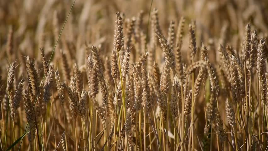 Close-up of golden wheat stalks bathed in warm, bright sunlight, ready for harvest in an agricultural field