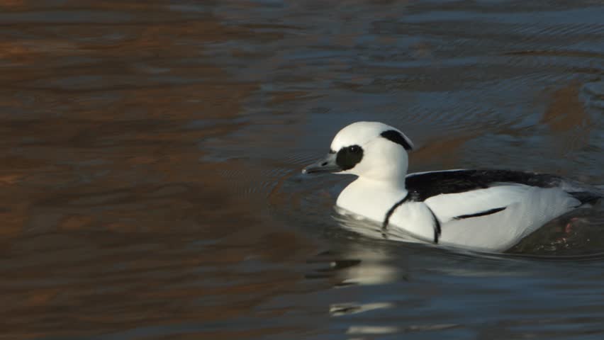 Closeup of a male Smew, Mergellus albellus. Winter. UK