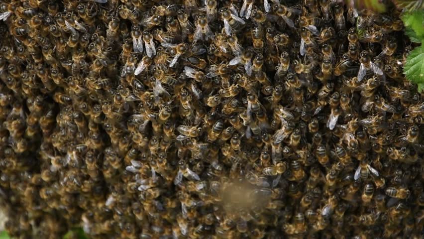 A Swarm of Bees. Nature Concept