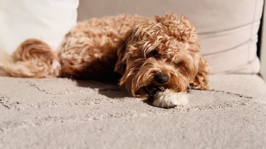Close up of a small curly dog chewing on a dental treat bone on a sofa.
