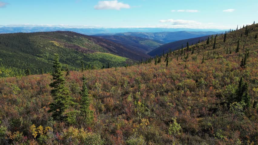 Low altitude drone shot flying forward over autumn scrub in Yukon near Top of the World Highway by Dawson City Canada. Green yellow and red groundcover with evergreen trees and a wide valley ahead.