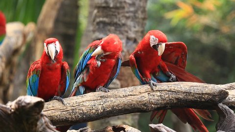 Three macaw on tree 